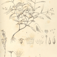 62. I. BRACHYCODON ramosissimus, II. VOYRIA aurantiaca.