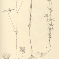 63. I. HOCKINIA montana, II. LISIANTHUS campanuloides.