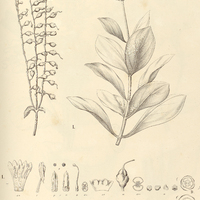 64. LISIANTHUS I. arboreus, II. uliginosus.