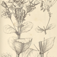 65. LISIANTHUS obtusifolius.