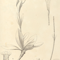 66. PREPUSA I. connata, II. Hookeriana.