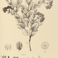 67. ANTONIA I. ovata, II. var. pilosa.