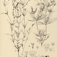 68. SPIGELIA I. platyphylla, II. Martiana, III. brachystachya.