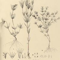 69. SPIGELIA I. Schlechtendaliana, II. insignis, III. stenophylla.