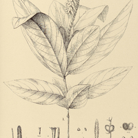 70. SPIGELIA I. macrophylla, II. Humboldtiana.