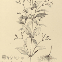 71. MITREOLA paniculata