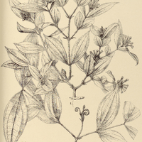 73. STRYCHNOS I. toxifera, II. rondeletioides.