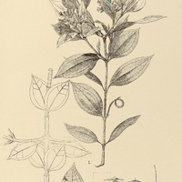 74. STRYCHNOS I. triplinervia, II. Gardneri.