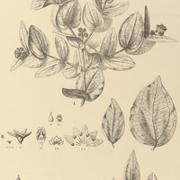 77. STRYCHNOS I. rubiginosa, II. Martii, III. albiflora.