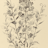 79. STRYCHNOS nigricans.