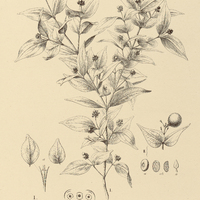 80. STRYCHNOS I. Poeppigii, II. Medeola.