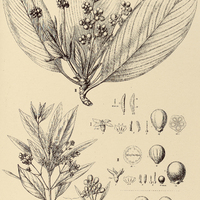 81. PAGAMEA I. thyrsiflora, II. plicata, III. coriacea.