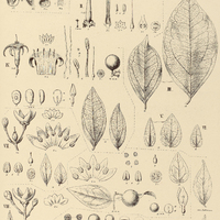 82. I. MITREOLA petiolata. STRYCHNOS II. Erichsonii, III. glabra, IV. lanceolata,V. subcordata, VI…