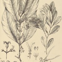 83. LINOCIERA I. micrantha. II. elegans, III. Mandioccana.