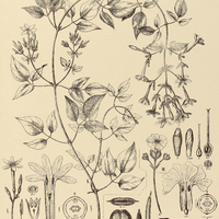 84. IASMINUM I. azoricum, var. bahiense, II. officinale. III. NYCTANTHES Arbor-tristis.