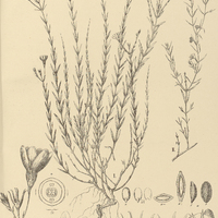 85. MENODORA I. integrifolia, II. trifida.