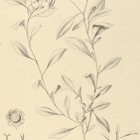1. OIOSPERMUM involucratum.
