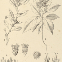 2. I. BLANCHETIA heterotricha; II. ALBERTINIA Brasiliensis.
