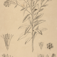 3. VANILLOSMOPSIS polycephala.