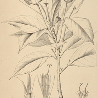 4. VERNONIA pedunculata.
