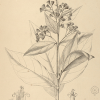 5. VERNONIA oppositifolia.