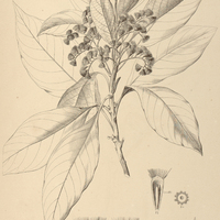 6. VERNONIA discolor.