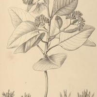 7. VERNONIA crotonoides.
