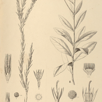 8. VERNONIA I. monticola, II. asteriflora.