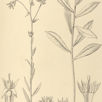 9. VERNONIA hexantha.