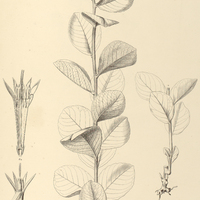 10. VERNONIA argyrophylla.