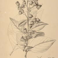 11. VERNONIA macrophylla.