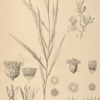 12. VERNONIA I. grandiflora, II. adenophylla.