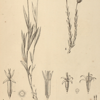 13. VERNONIA I. desertorum, II. Stoechas.