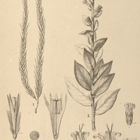 14. VERNONIA I. brevifolia, II. barbata.