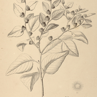 15. VERNONIA arenaria.