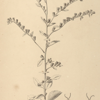 16. VERNONIA echitifolia.
