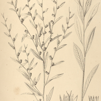 17. VERNONIA elegans.