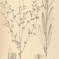 18. VERNONIA obtusata.