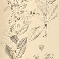 19. VERNONIA Zuccariniana.