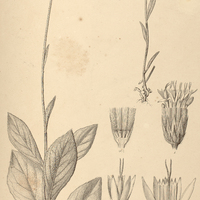 20. VERNONIA obovata.