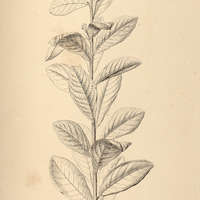 21. VERNONIA scabra.