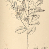 22. VERNONIA Mariana.
