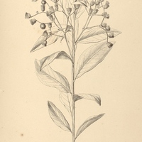23. VERNONIA polyanthos.