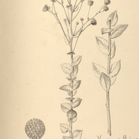 24. VERNONIA schwenkiaefolia.