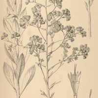 25. VERNONIA viscidula.