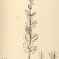26. VERNONIA xanthophylla.