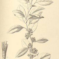 27. PIPTOCARPHA pyrifolia.