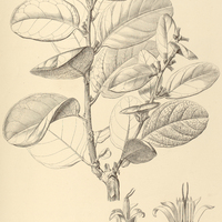 28. PIPTOCARPHA rotundifolia.