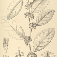 29. PIPTOCARPHA Lundiana.