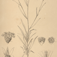 30. STILPNOPAPPUS pratensis.